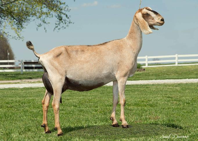Camelot Cattle Company - ADGA Purebred Nubian Goats